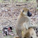ZMB NOR SouthLuangwa 2016DEC10 NP 007 : 2016, 2016 - African Adventures, Africa, Date, December, Eastern, Month, National Park, Northern, Places, South Luangwa, Trips, Year, Zambia